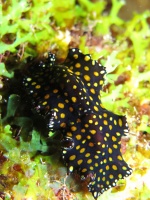 14 Leopard Flatworm IMG 4052IMG 4051